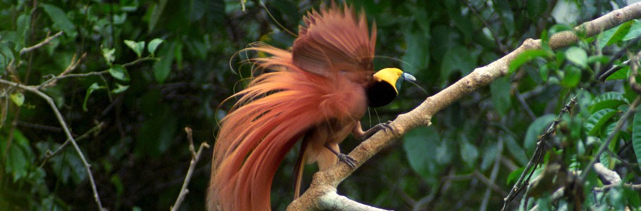 &copy;Rocky Roe Photographics